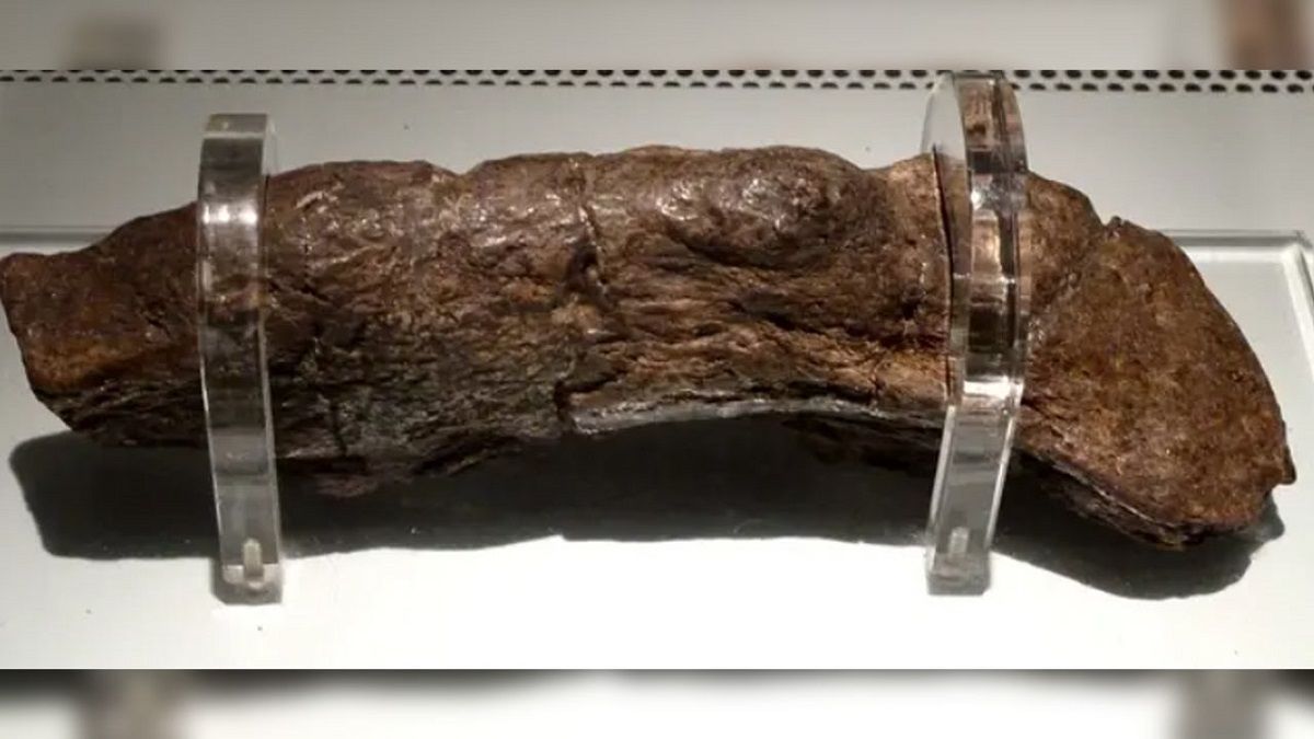 Exhiben excremento más grande de la historia en Inglaterra; pertenecía a un Vikingo 5 cacota