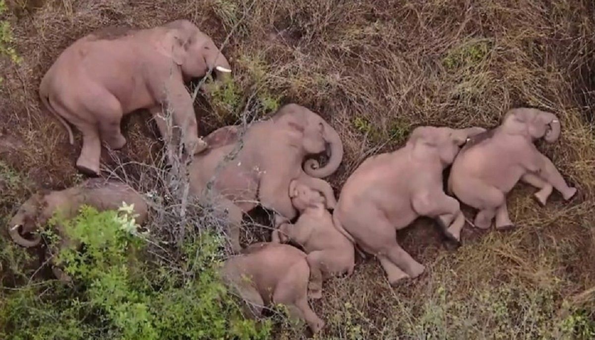 VIDEO: Manada de elefantes se detiene a tomar una siesta en el bosque durante su migración 2 elefantes acurrucados bosque afueras capital