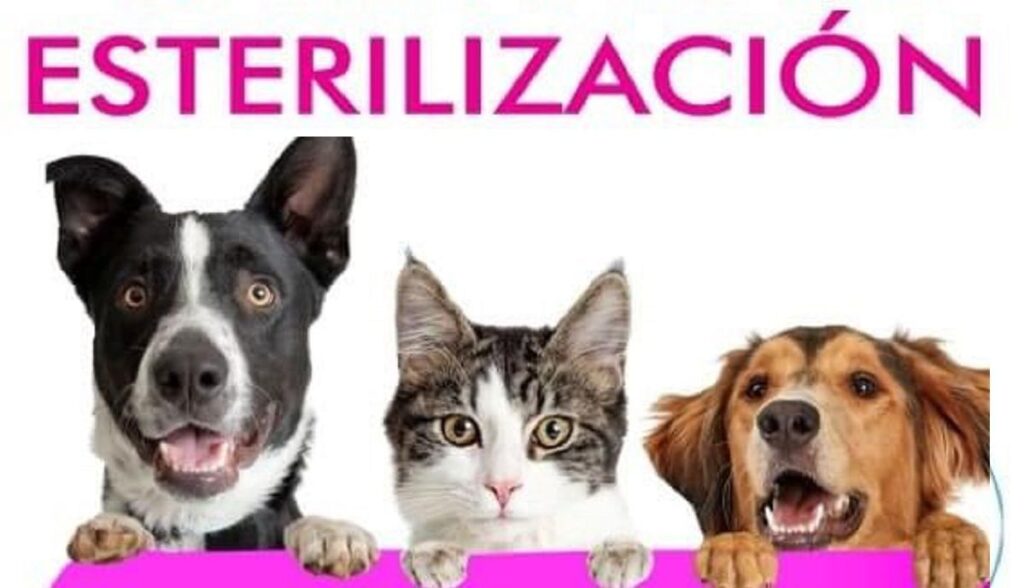 esterilizacion