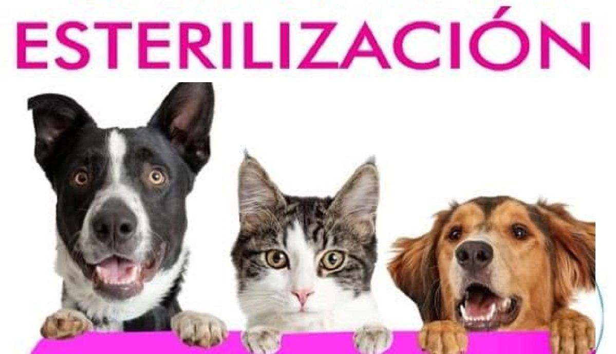 Patrick Loliger anuncia campaña de esterilización en Cholula 2 esterilizacion