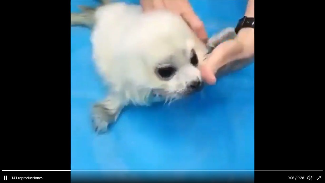 VIDEO: El tierno momento en que una foca bebé entra al agua por primera vez 2 foca bb