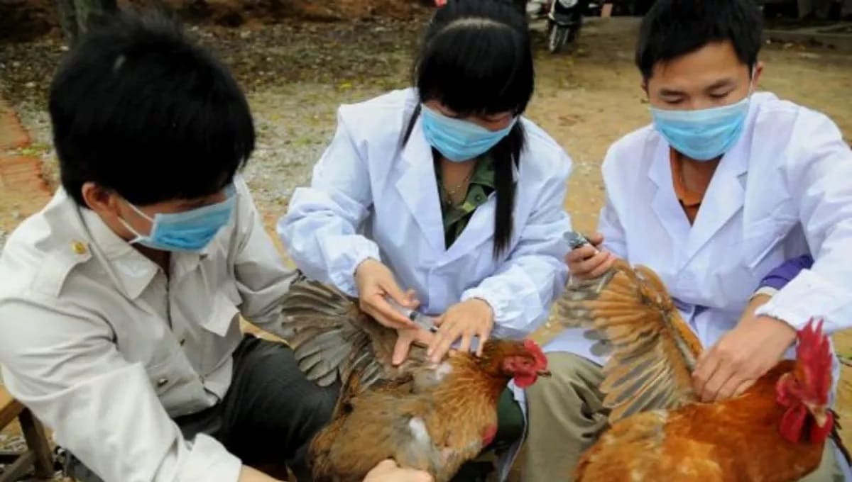 China confirma el primer caso de gripe aviar H10N3 en humanos 2 gripe aviar. 1