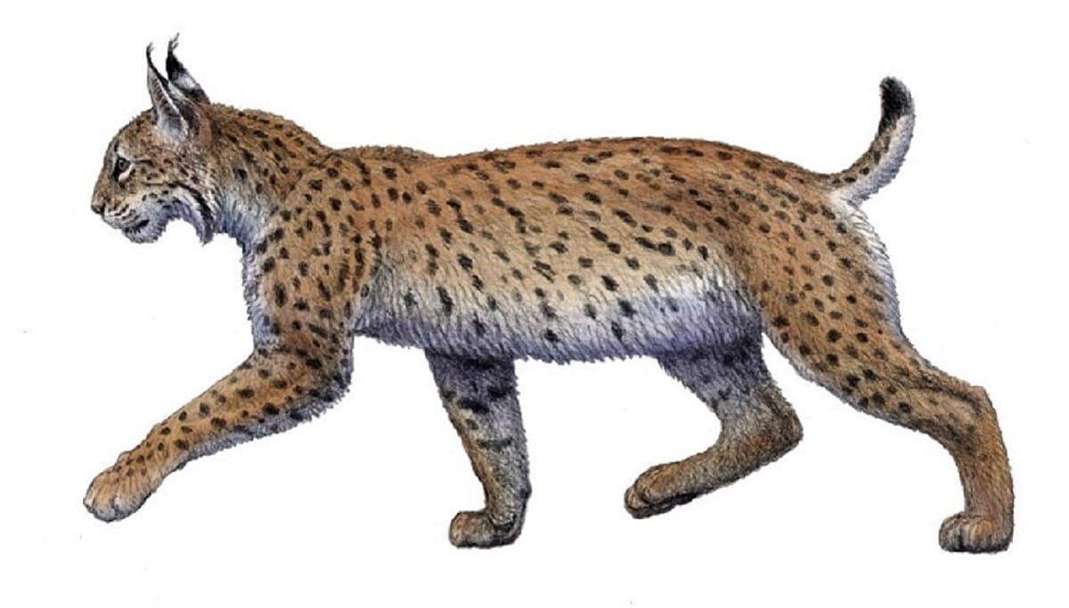 lince 1