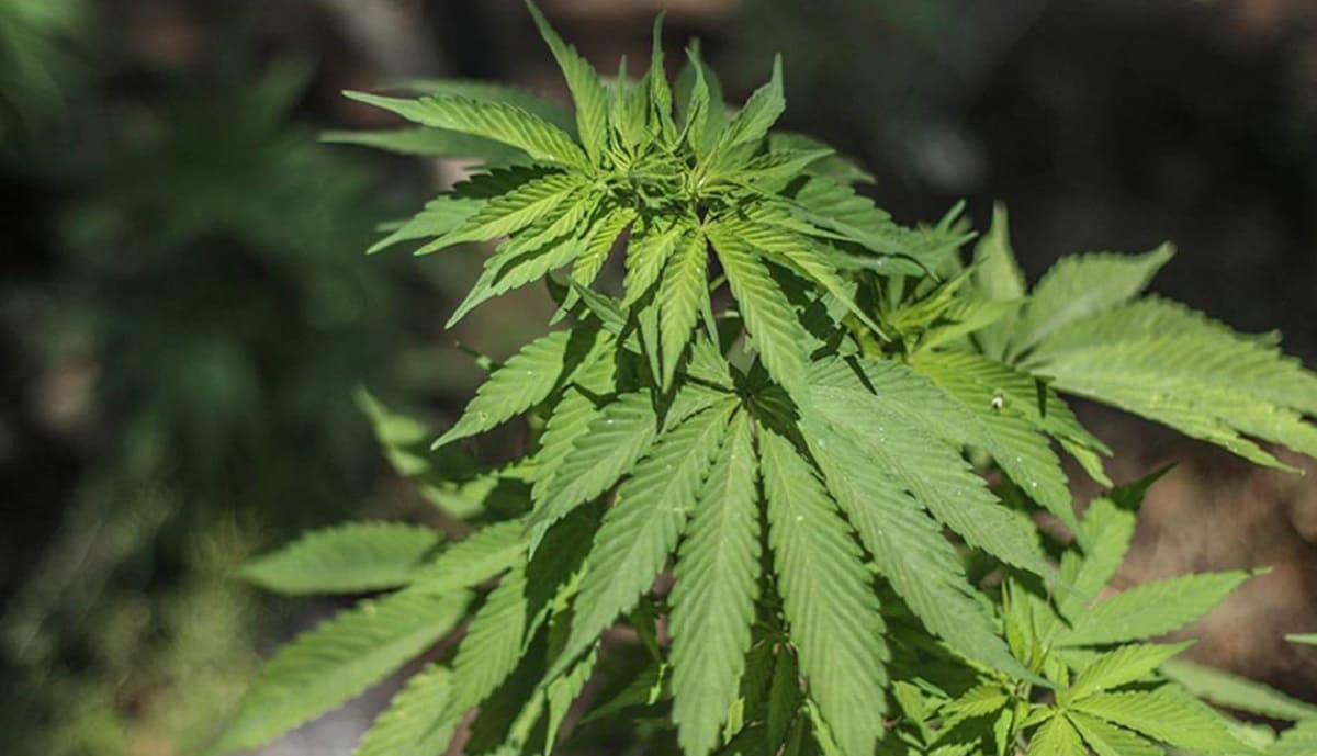 Así se solicita el permiso ante la Cofepris para el uso recreativo de la marihuana 2 marihuana 1