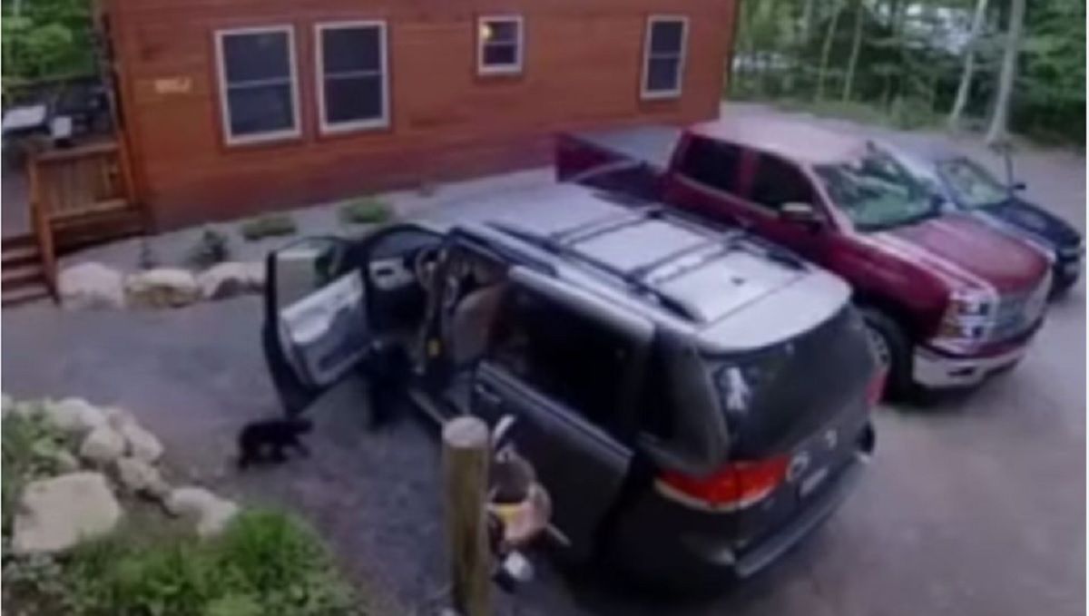 VIDEO: Mamá oso abre camioneta y mete a sus bebés para que duerman en EU 2 oso 1