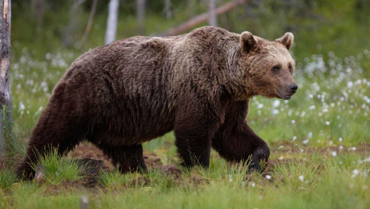 Oso ataca a dos campistas en parque de Alaska; los deja severamente heridos 2 oso pardo 1