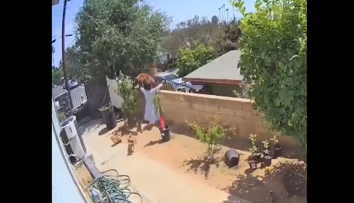 VIDEO: Mujer se enfrenta a un enorme oso para defender a sus perritos 2 oso