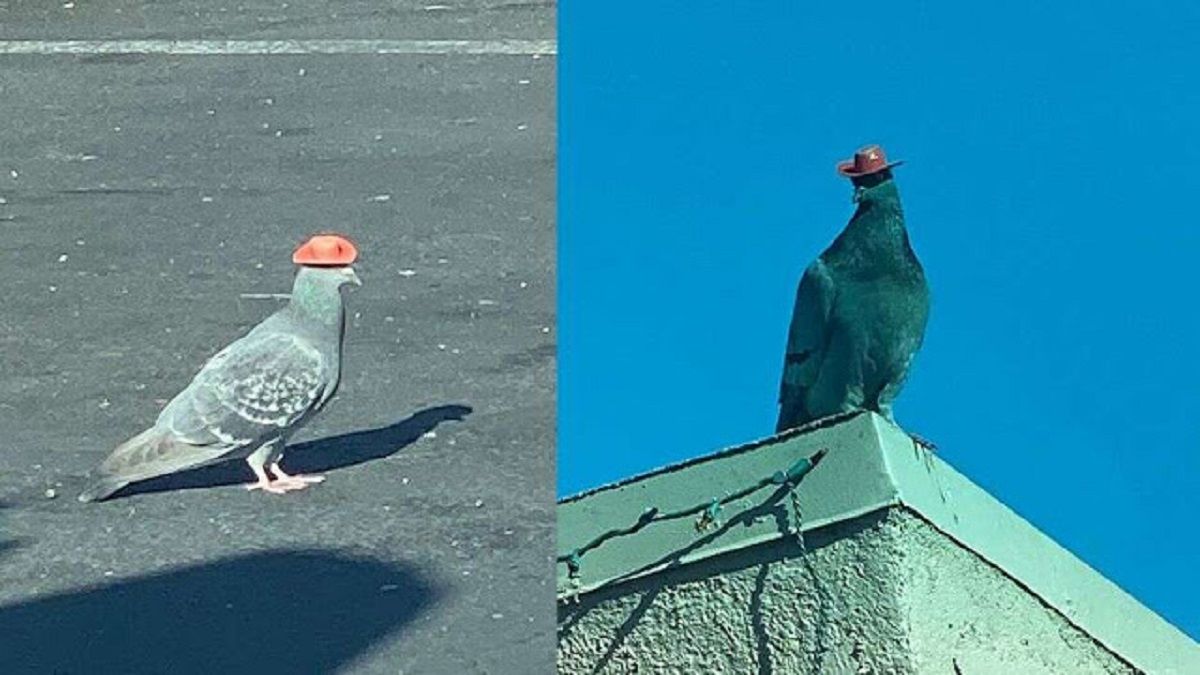 Buscan a responsables de colocar sombreros a palomas en Las Vegas 2 palomas