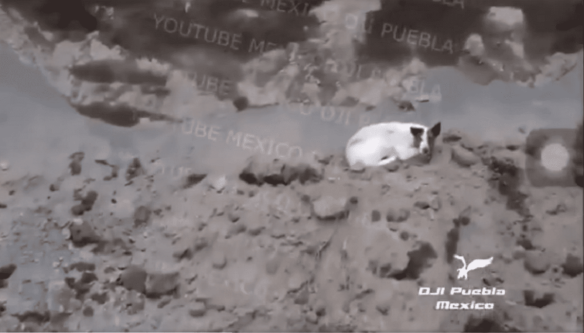Descubren a otro "lomito" que cayó en el socavón de Puebla 2 perrito 1