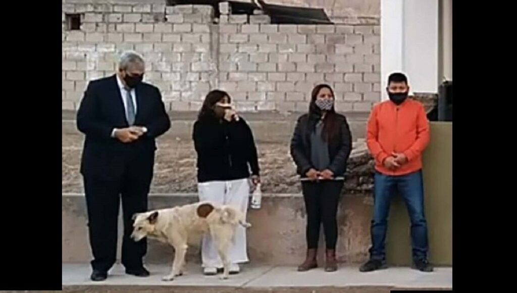 perro meada