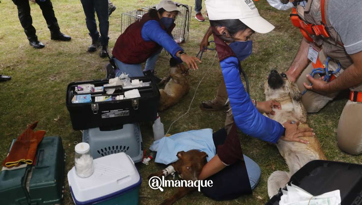 Rescatan a Spay y Spike del socavón de Puebla; estas son las imágenes 6 perros del socavon de puebla