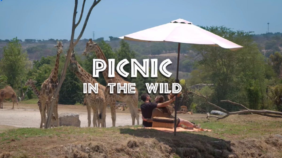VIDEO: Estas son las nuevas experiencias que ofrece Africam Safari 2 picnic