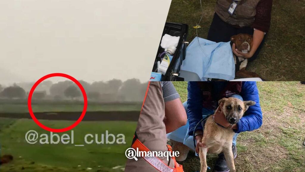 portada perros socavon puebla rescate derrumbe