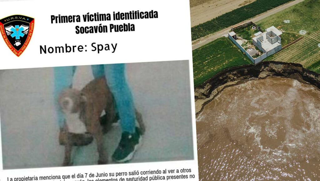 Socavón de Puebla perro pitbull