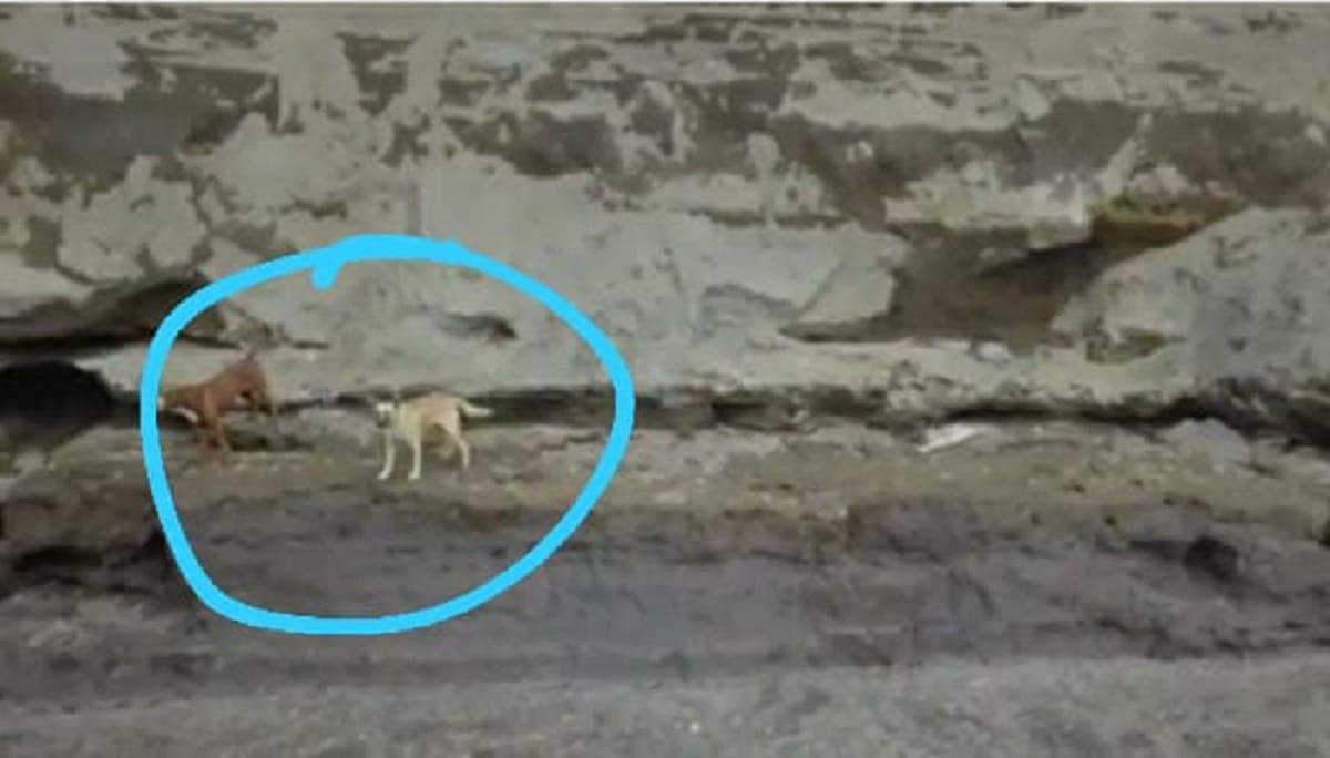 ¡Están vivos! Hay dos perros atrapados en el socavón de Zacatepec 3 socavon. 1