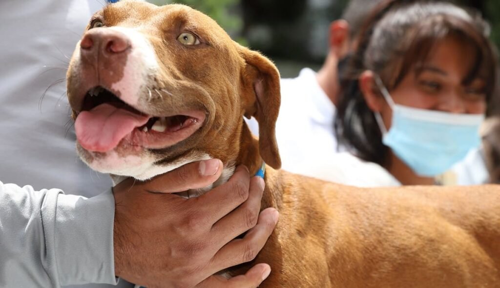 Devuelven a su dueña a “Spay”, el perrito que cayó al socavón de Puebla 4 spay 2