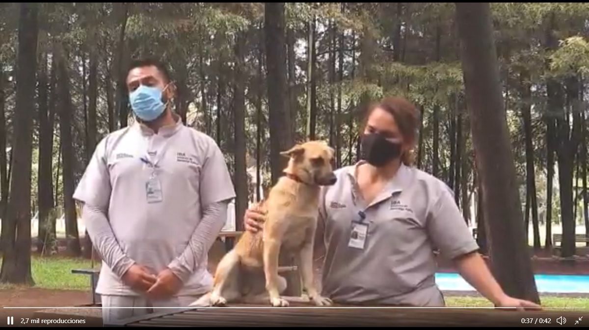 "Spike" la perrita rescatada del socavón, presentaba desnutrición y está en tratamiento para ser adoptada 2 spike 1