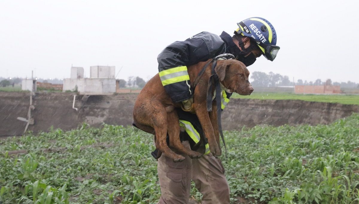 VIDEO: Perritos rescatados del socavón pasarán 48 horas en observación 2 spike