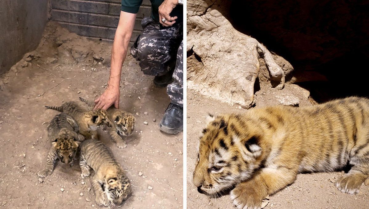 tigres 2