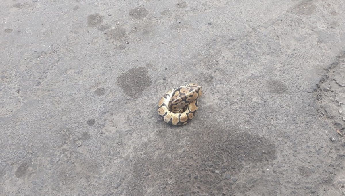 ¡Es la boa! Encuentran una serpiente en calles de Puebla 1 Boa