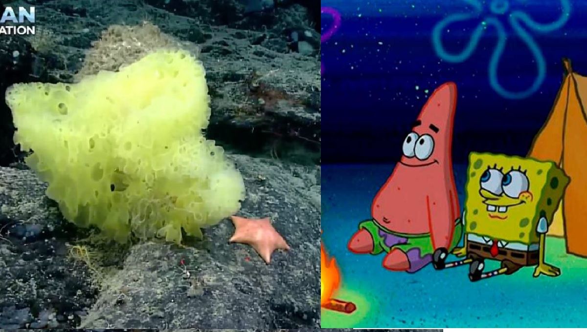 ¿Bob Esponja y Patricio son reales? Biólogo marino los encuentra en el Atlántico 3 Bob esponja y Patricio