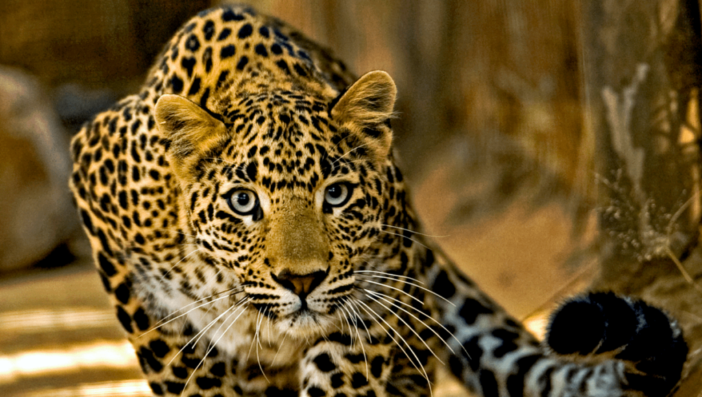 Leopardo