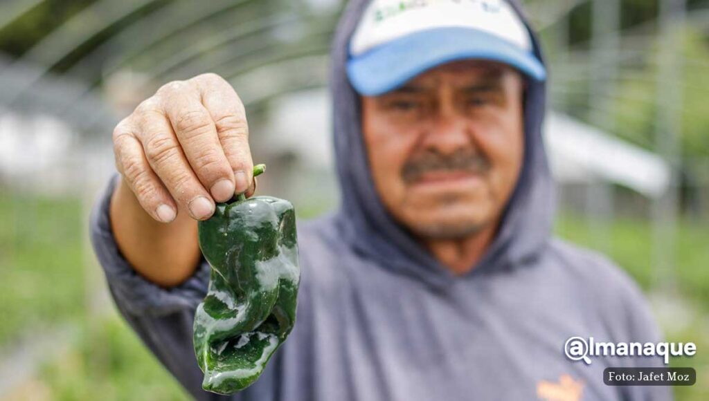 Ruta del Chile en Nogada 1
