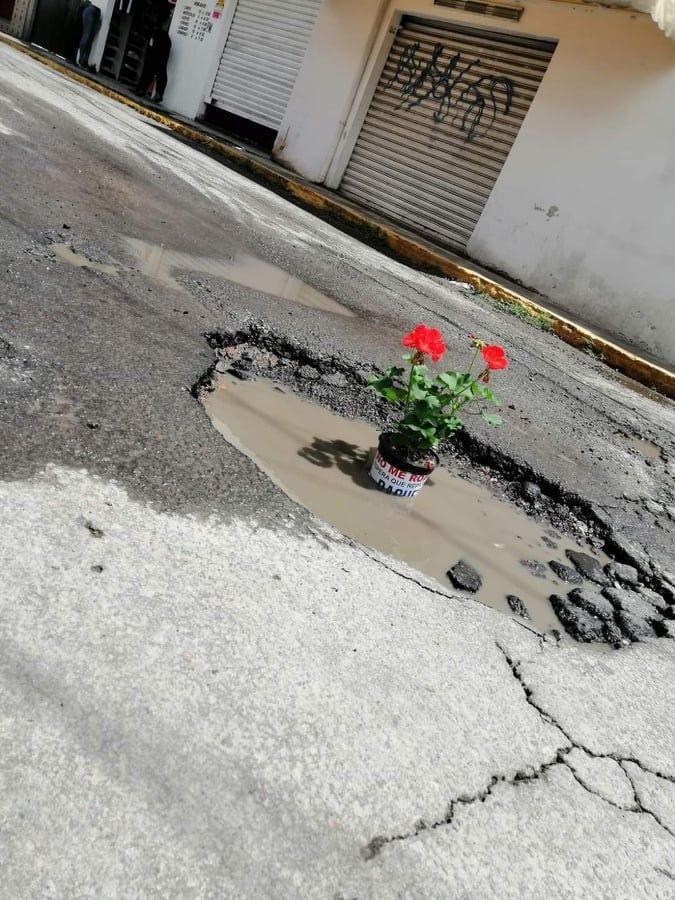 bache6