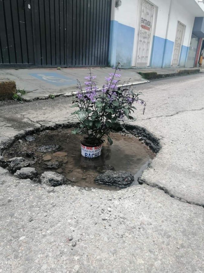 bache8