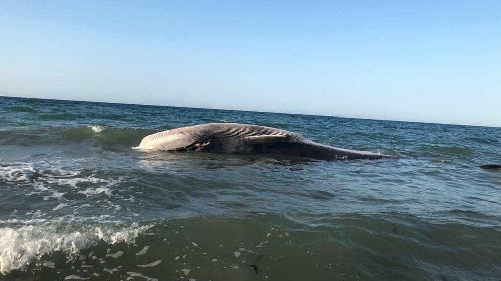 No se logró: Aparece ballena muerta en Puerto Peñasco, pese a esfuerzos por rescatarla 2 ballena 1