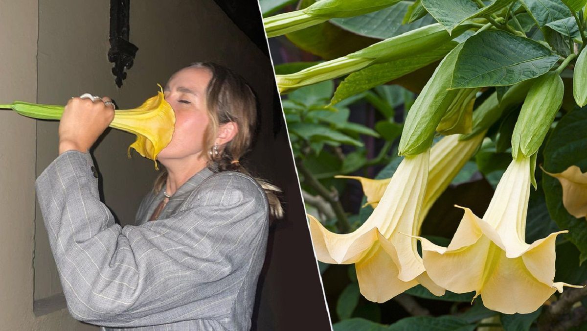 VIDEO: Tiktoker huele una flor que encontró en la calle y resultó ser venenosa 2 flot