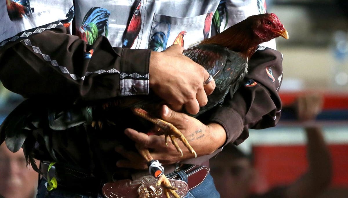 Congreso de Hidalgo declara las peleas de gallos como Patrimonio Cultural Inmaterial 2 hidalgo gallos 1