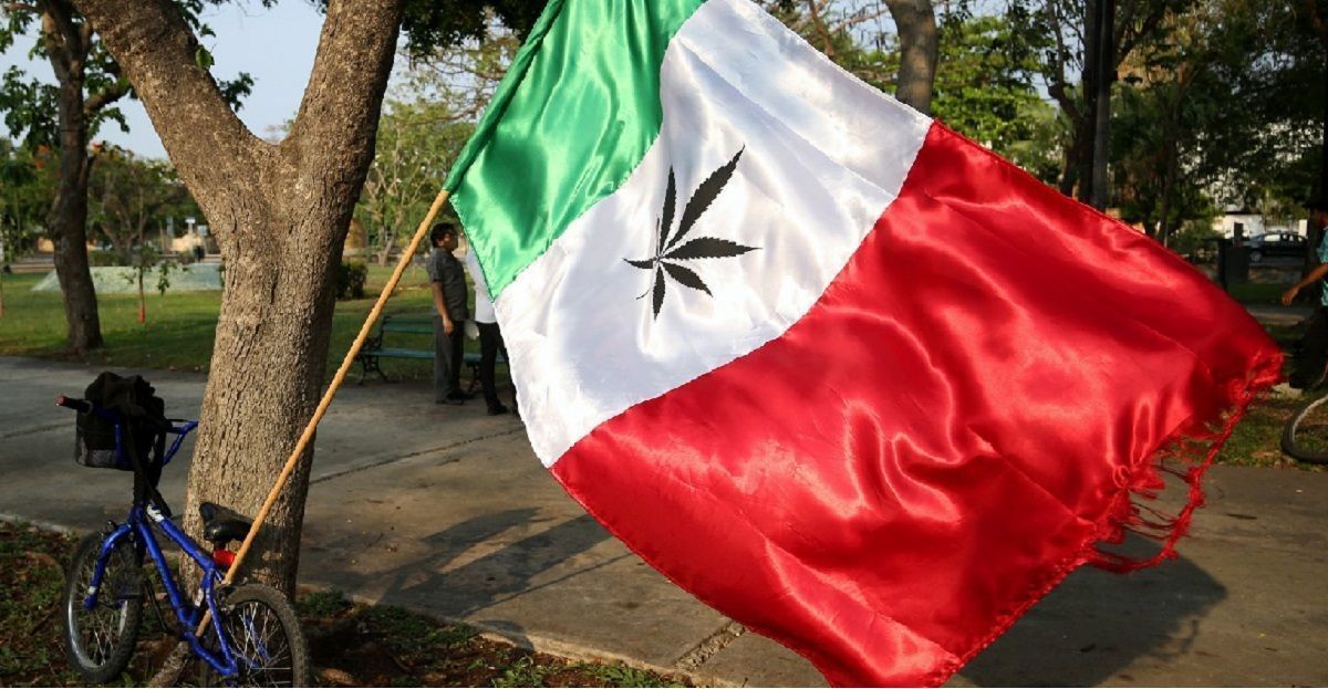 Critica Iglesia legalización de la marihuana: "nos haría esclavos de ella" 2 marihuana