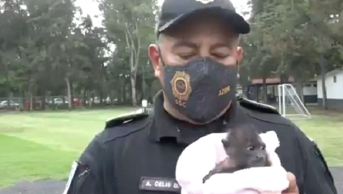 VIDEO: Rescatan a cría de mono aullador en la CDMX 2 mono aullador