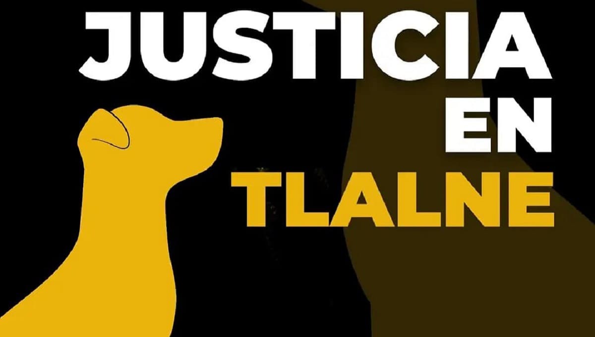 #JusticiaParaSilver, Convocan a marcha por el perrito asesinado en Tlalnepantla 1 perrito asesinado 1
