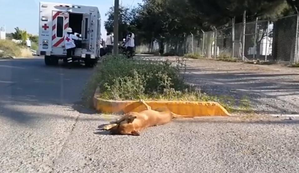 atropellar a un perro