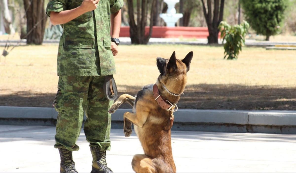 perritos del ejercito 1