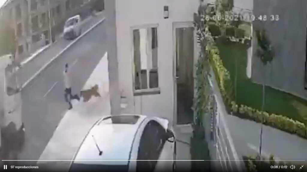 perro