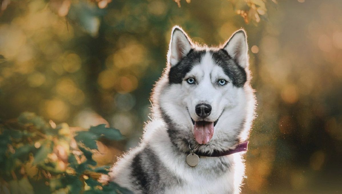 Día Mundial del Perro: ¿Por qué se celebra el 21 de julio? 1 perro 2
