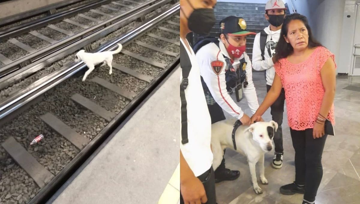Rescatan a "lomito" de las vías del Metro en la estación Iztapalapa 2 perro metro iztapalapa 1