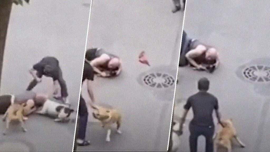 perros