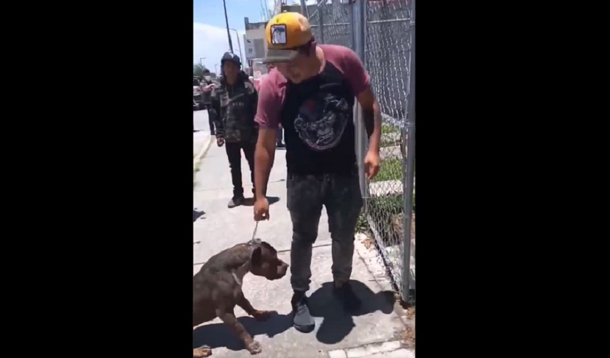 Dos perros pitbull casi matan a pastor alemán en Puebla; son usados en peleas clandestinas 1 perros pitbull 1