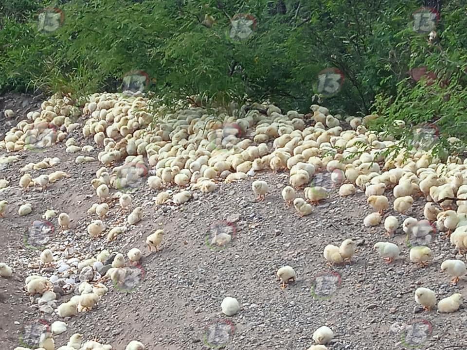 FOTOS: Incubadora arroja decenas de pollitos vivos y muertos en un ejido de Coxcatlán 6 Pollos Coxcatlán