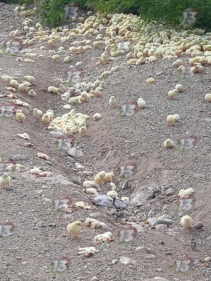 FOTOS: Incubadora arroja decenas de pollitos vivos y muertos en un ejido de Coxcatlán 5 Pollos Coxcatlán