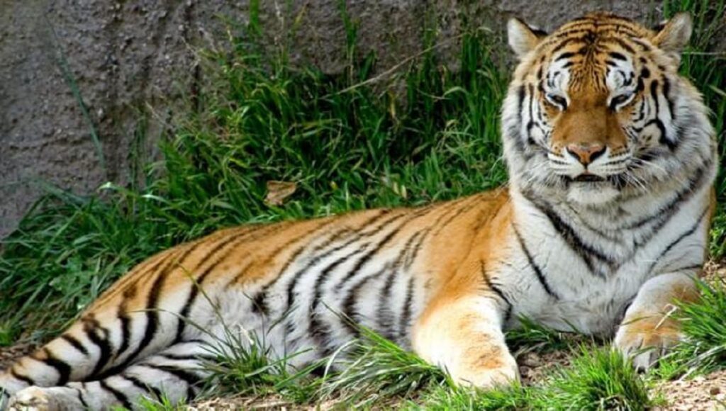 tigre 1