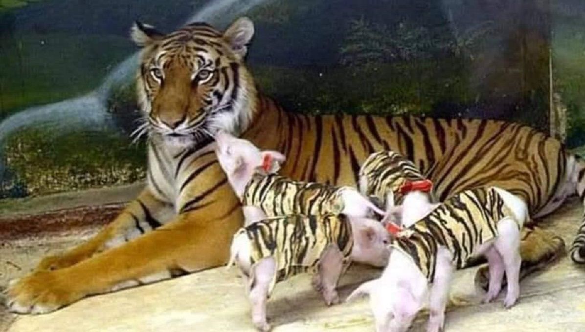 FOTOS: Mamá tigre adopta cerditos tras muerte de sus bebés 6 trigre4 1