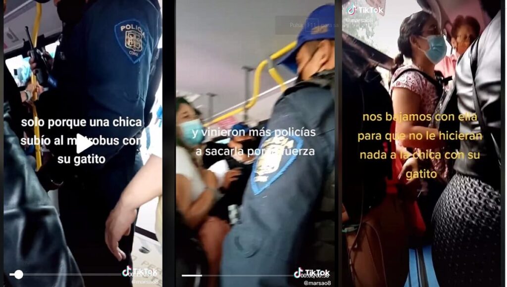 gatito en el metrobús