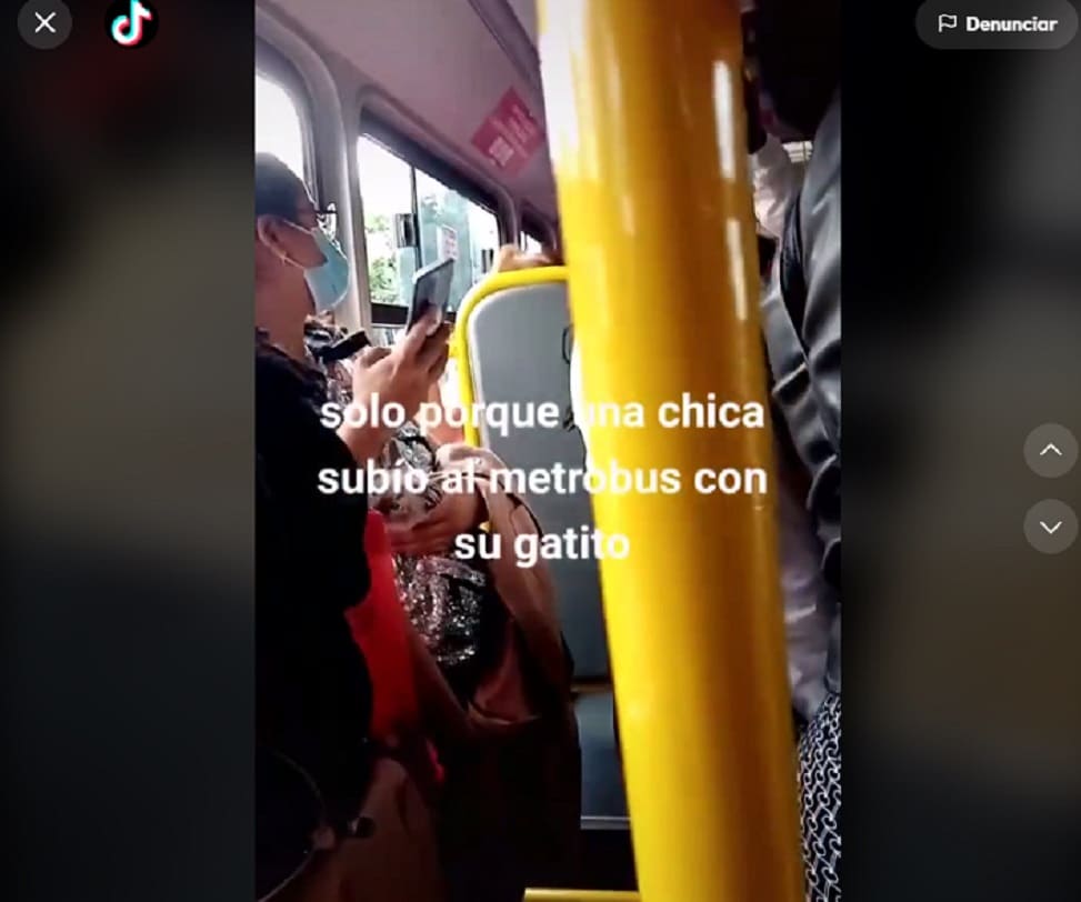 gatito en el metrobús 