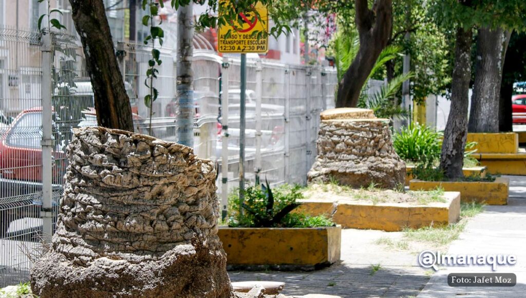 Tala de palmeras CENHCH 2