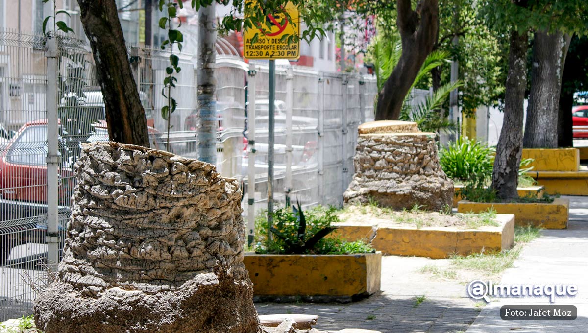 Continúa ecocidio del ayuntamiento de Puebla; talan palmeras en el CENHCH 6 Tala de palmeras CENHCH 2